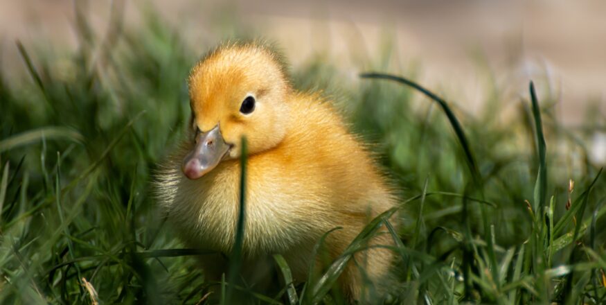bebek