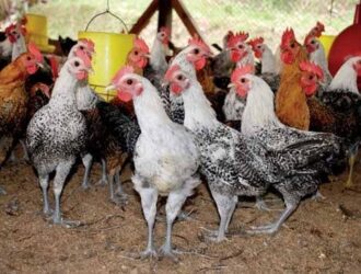Ayam Elba - Wikiternak Klik Ternak