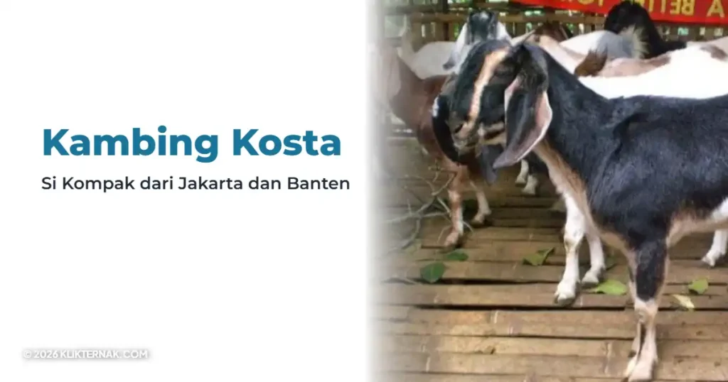 Beranda Klik Ternak
