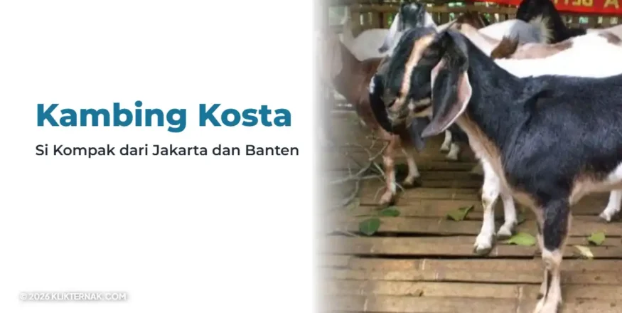 Kambing Kosta
