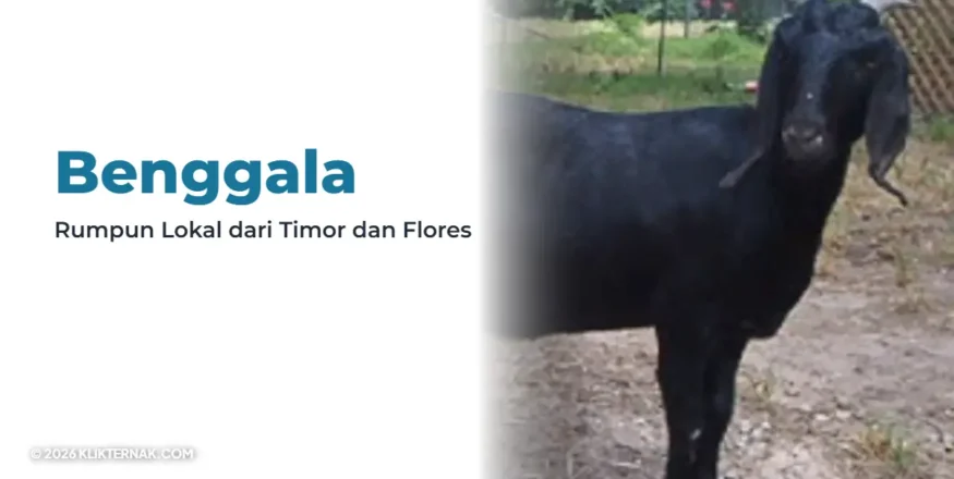 Klikternak Benggala