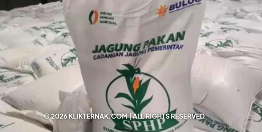 Klikternak