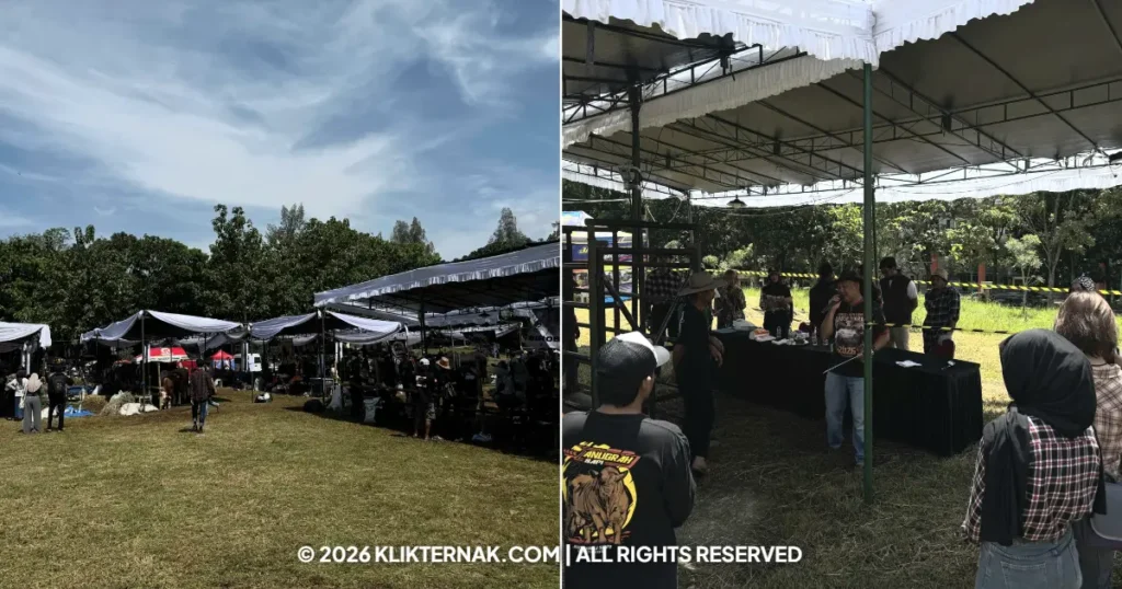 Beranda Klik Ternak