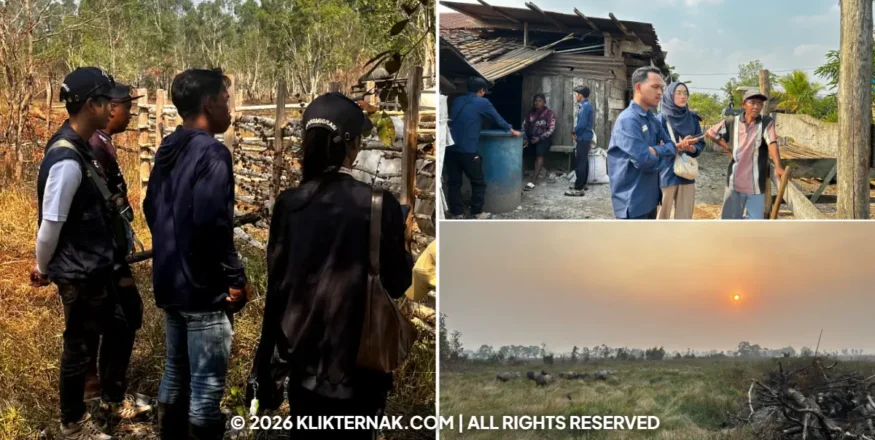 Tep Ipb Petakan Solusi Pakan Sapi Peternak Semangga Merauke