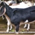 Kambing Muara, Kambing Lokal Asal Tapanuli