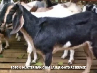 Kambing Muara, Kambing Lokal Asal Tapanuli