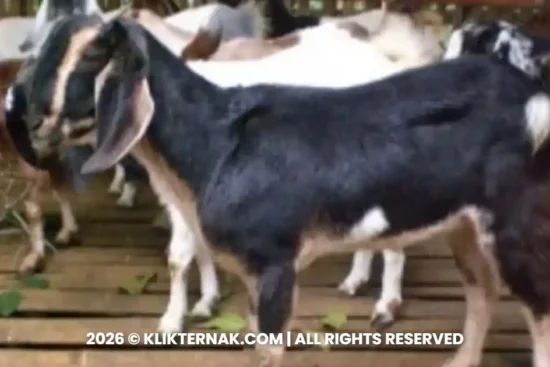 Kambing Muara, Kambing Lokal Asal Tapanuli