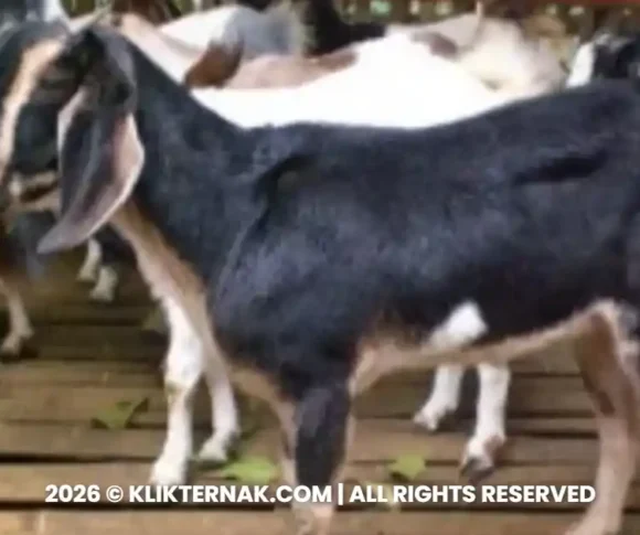 Kambing Muara, Kambing Lokal Asal Tapanuli