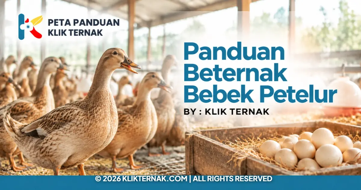 Panduan Beternak Bebek Petelur