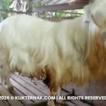 Kambing Gembrong