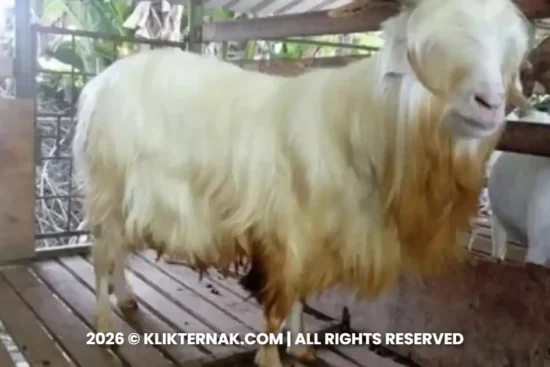 Kambing Gembrong, Si Bulu Panjang Langka dari Bali