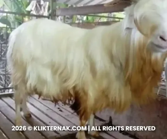Kambing Gembrong