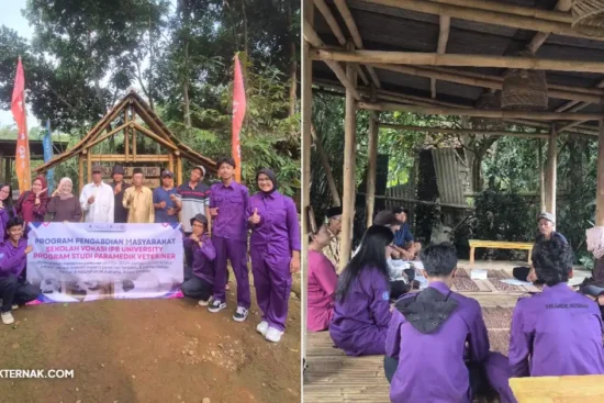 PPM Paramedik Veteriner SV IPB Edukasi Peternak Mulyaharja Kendalikan Penyakit Parasit Domba