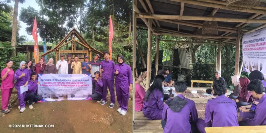 Ppm Paramedik Veteriner Sv Ipb Edukasi Peternak Mulyaharja Kendalikan Penyakit Parasit Domba