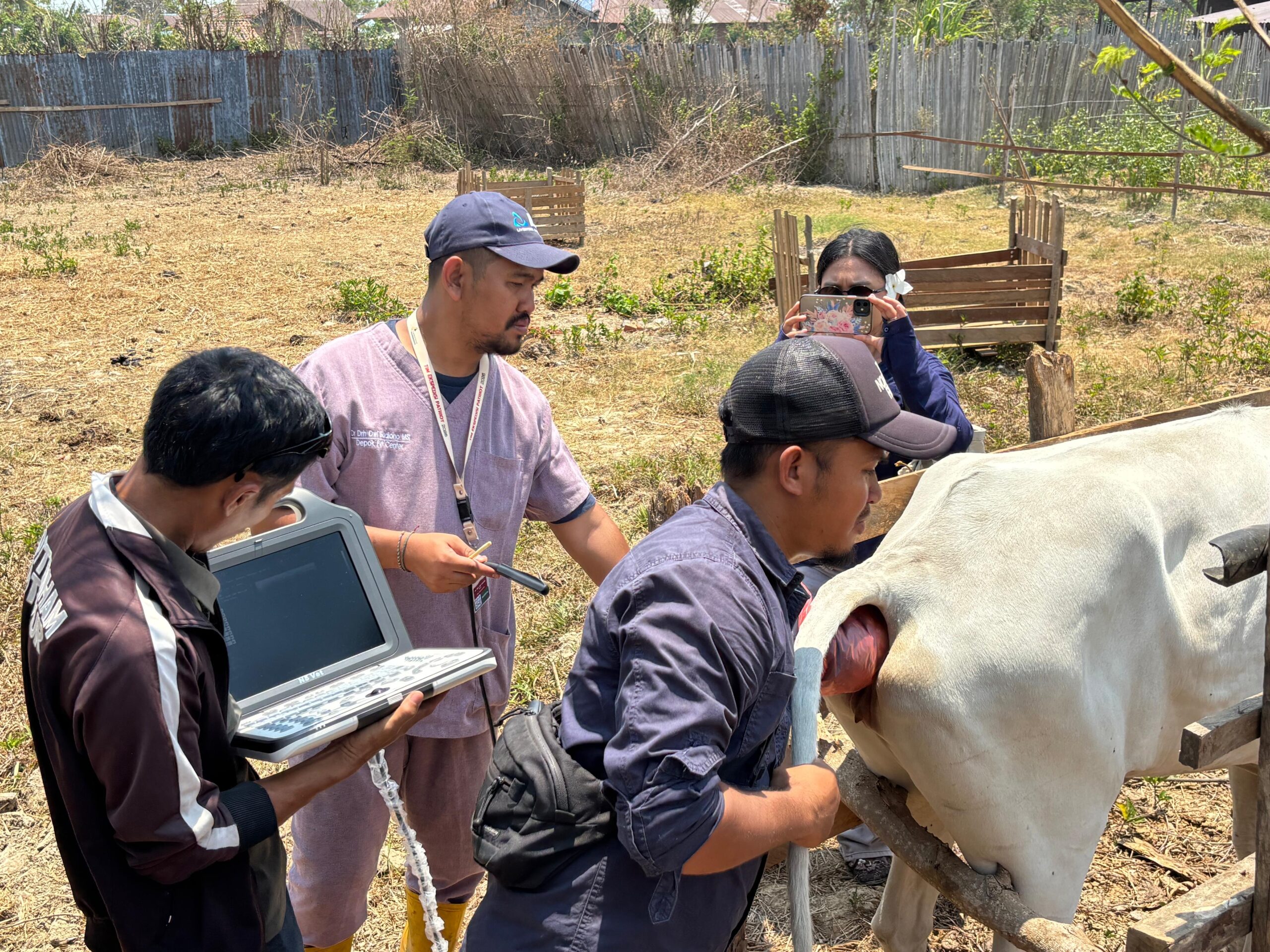 Pemeriksaan kebuntingan sapi dengan USG oleh TEP IPB