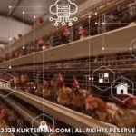 AI Membuat Peternakan Lebih Efisien tetapi Belum Murah