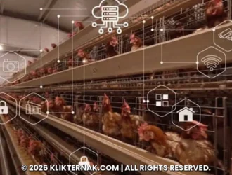 Kandang ayam petelur dengan ikon sensor dan jaringan IoT