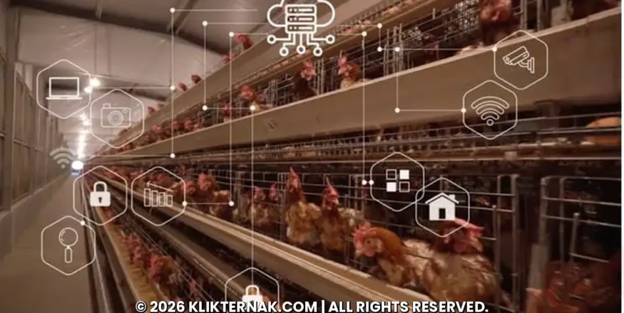 Kandang ayam petelur dengan ikon sensor dan jaringan IoT