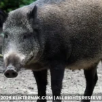 Babi hutan berdiri di tanah terbuka di tepi hutan
