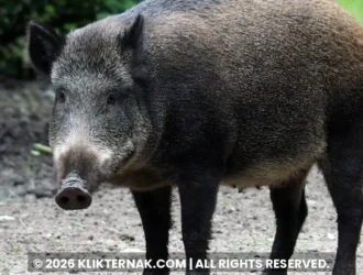 Babi hutan berdiri di tanah terbuka di tepi hutan