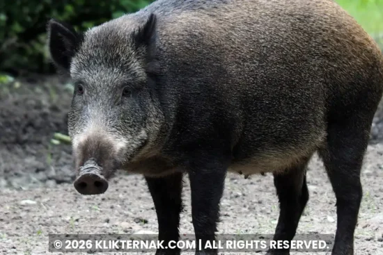 Babi hutan berdiri di tanah terbuka di tepi hutan