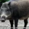 Babi hutan berdiri di tanah terbuka di tepi hutan