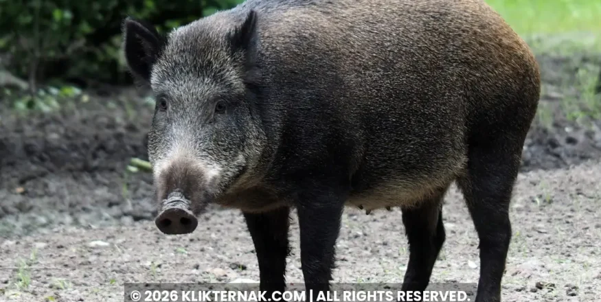 Babi hutan berdiri di tanah terbuka di tepi hutan