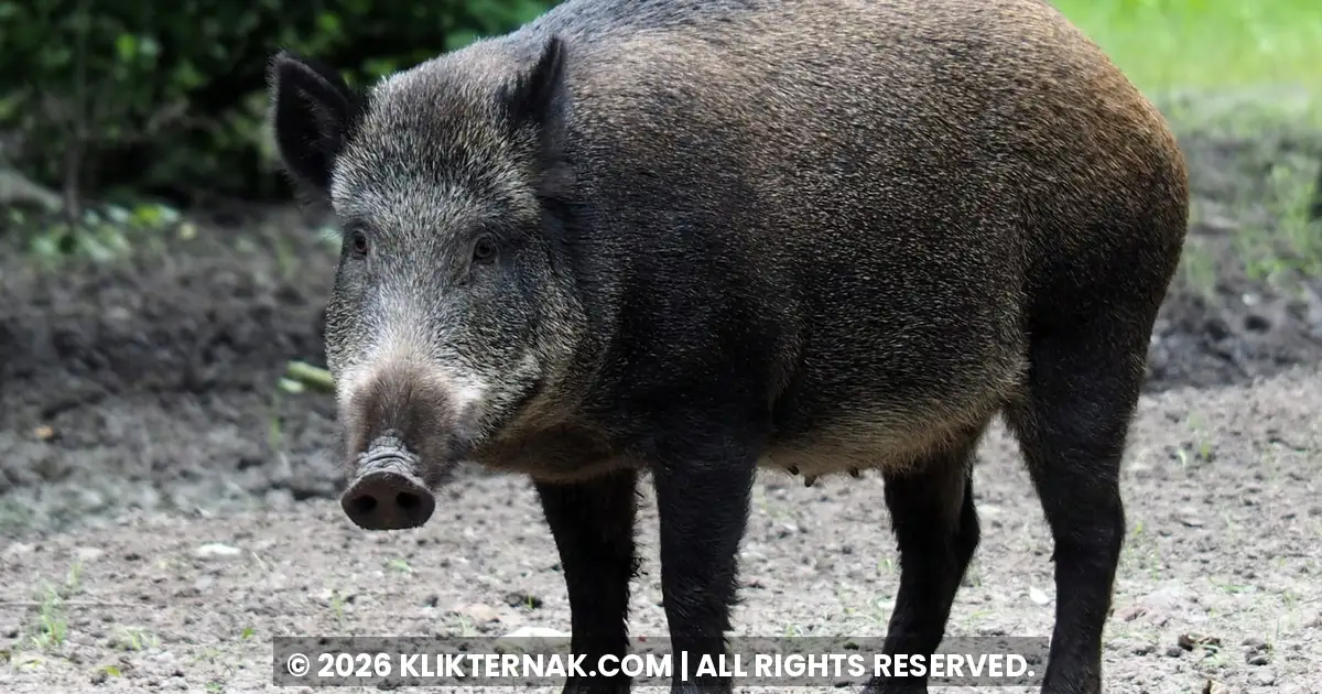 Babi hutan berdiri di tanah terbuka di tepi hutan