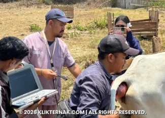 Pemeriksaan kebuntingan sapi dengan USG di Semangga