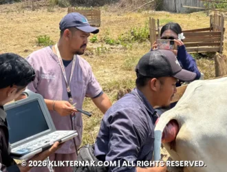 Pemeriksaan kebuntingan sapi dengan USG di Semangga