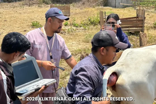 Inseminasi Buatan TEP IPB Capai Kebuntingan 70 Persen di Merauke