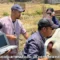 Pemeriksaan kebuntingan sapi dengan USG di Semangga