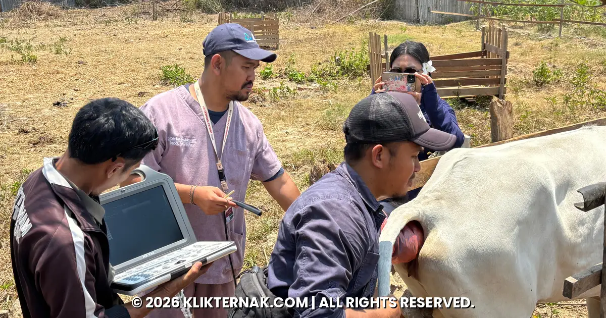 Pemeriksaan kebuntingan sapi dengan USG di Semangga