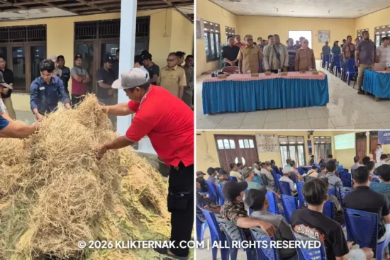 TEP 16 IPB Latih Peternak Merauke Olah Pakan Fermentasi Sapi Berbasis Bahan Lokal