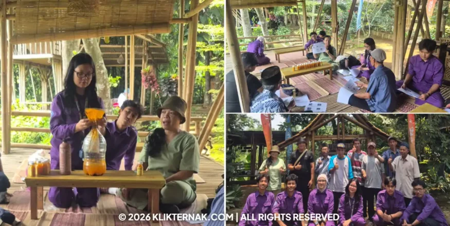 Klik Ternak Paramedik Veteriner Sv Ipb Latih Peternak Mulyaharja Produksi Fermentasi Kunyit Untuk Kesehatan Domba