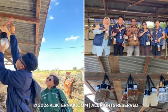 Padukan Ragi dan Terasi, Tim Ekspedisi Patriot Uji Atraktan Lalat Peternakan Semangga