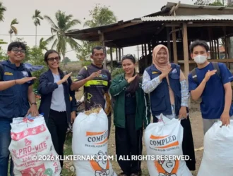 IPB Kaji Amoniasi Jerami Padi, Atasi Paceklik Pakan Sapi Merauke