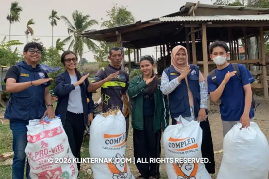 IPB Kaji Amoniasi Jerami Padi, Atasi Paceklik Pakan Sapi Merauke