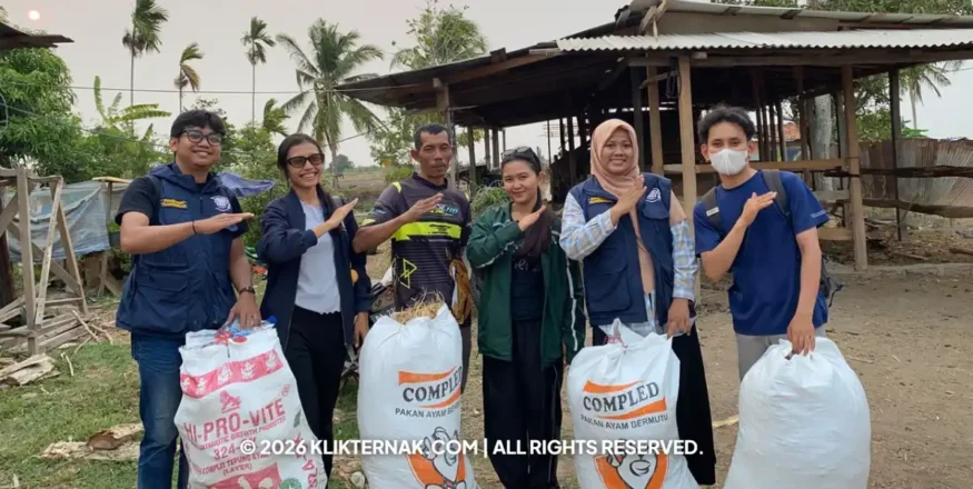 IPB Kaji Amoniasi Jerami Padi, Atasi Paceklik Pakan Sapi Merauke
